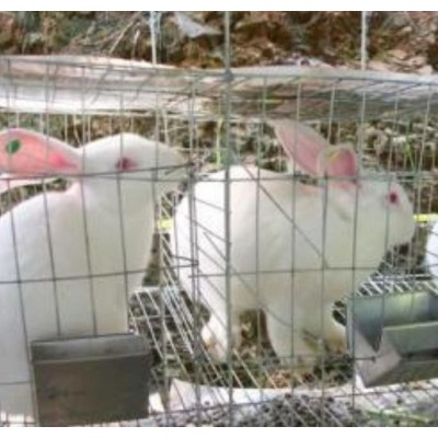 新西兰兔伊拉兔优质种兔出售南宁大型兔场永圆养兔场图4