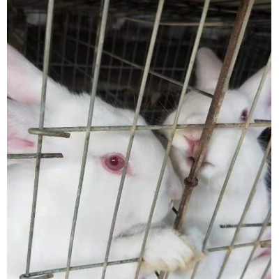南宁种兔出售，13年养殖经验帮助养殖户回收图4