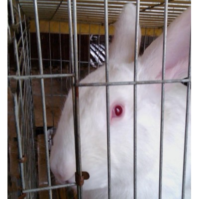 南宁种兔出售，13年养殖经验帮助养殖户回收图3