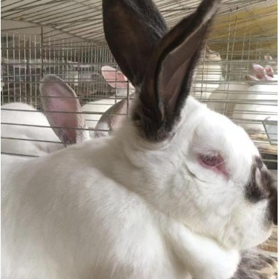 南宁种兔出售，13年养殖经验帮助养殖户回收