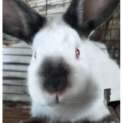 南宁种兔出售，13年养殖经验帮助养殖户回收图2