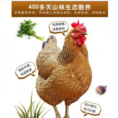 上海正宗土鸡图5