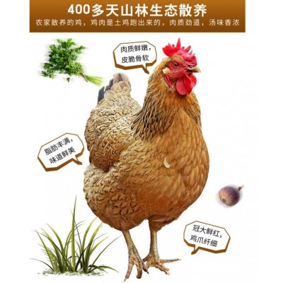 广州土鸡广州正宗跑山土鸡图5
