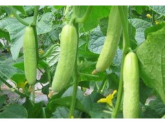 从种子到餐桌：手把手教你种出脆嫩多汁的黄瓜