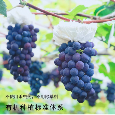 有机葡萄新鲜水果阳光玫瑰青提孕妇宝宝无农药现摘夏黑巨峰晴王
