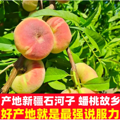 新疆石河子143蟠桃桃子新鲜水果 整箱 当季应季黄金潘扁毛桃