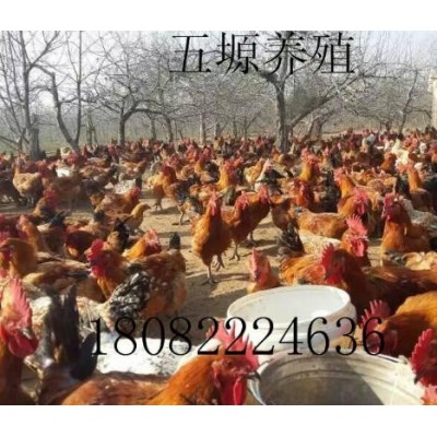 五塬优质鸡苗