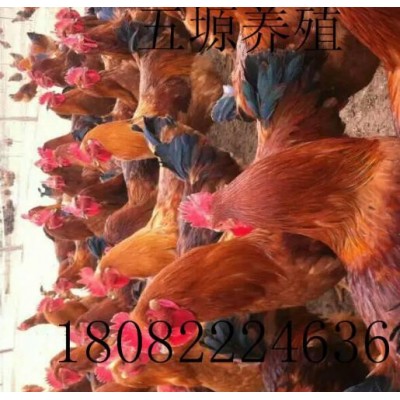 巴布考克B380鸡苗图2