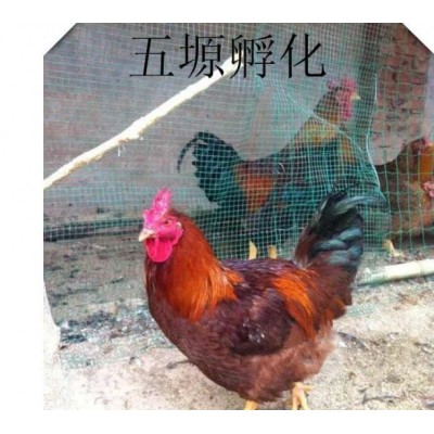 巴布考克B380鸡苗图5