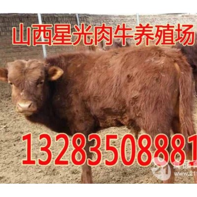 西门塔尔牛 的价格图4