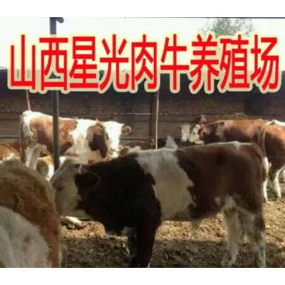 西门塔尔母牛犊价格图2