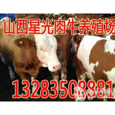 西门塔尔母牛犊价格图4