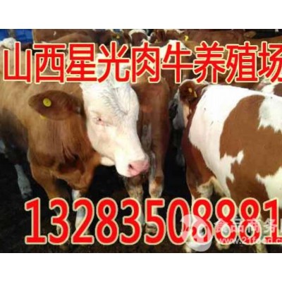 西门塔尔母牛犊价格