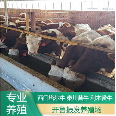 改良利木赞牛养殖 散养成年肉牛 小牛犊 开鲁振发养殖场