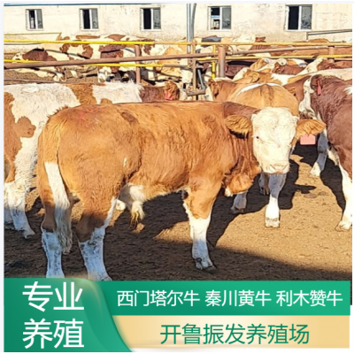 改良利木赞牛养殖 散养成年肉牛 小牛犊 开鲁振发养殖场图3
