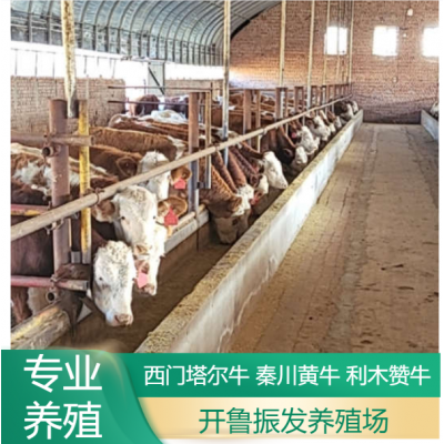 改良利木赞牛养殖 散养成年肉牛 小牛犊 开鲁振发养殖场图2
