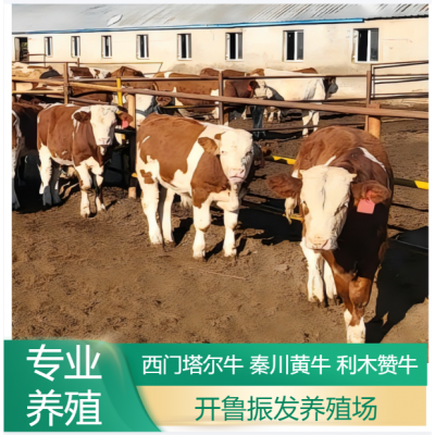 改良利木赞牛养殖 散养成年肉牛 小牛犊 开鲁振发养殖场图4