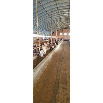 农村养牛 皮实 抗病力强 全国适应 西门塔尔牛 开鲁振发养殖场图2