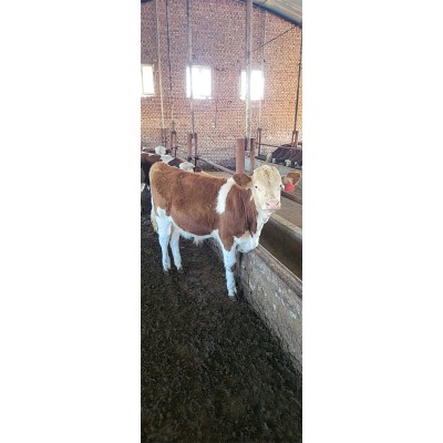 农村养牛 皮实 抗病力强 全国适应 西门塔尔牛 开鲁振发养殖场图3