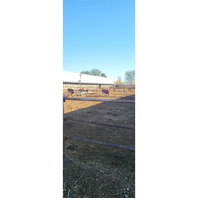 牛犊出售 400斤西门塔尔牛小黄牛 先考察，后合作 秦川黄牛 开鲁振发