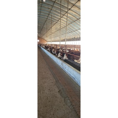 牛犊出售 400斤西门塔尔牛小黄牛 先考察，后合作 秦川黄牛 开鲁振发图4