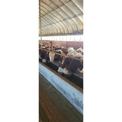 牛犊出售 400斤西门塔尔牛小黄牛 先考察，后合作 秦川黄牛 开鲁振发图5