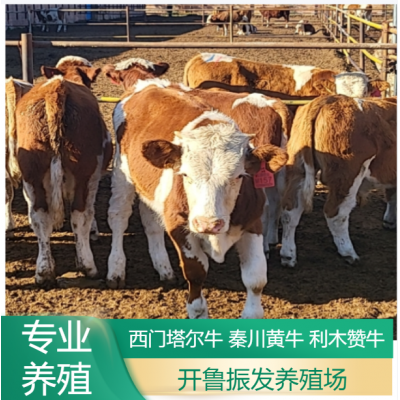 牛犊出售 400斤西门塔尔牛小黄牛 先考察，后合作 秦川黄牛 开鲁振发图2