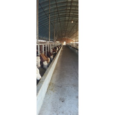 牛犊出售 400斤西门塔尔牛小黄牛 先考察，后合作 秦川黄牛 开鲁振发图3