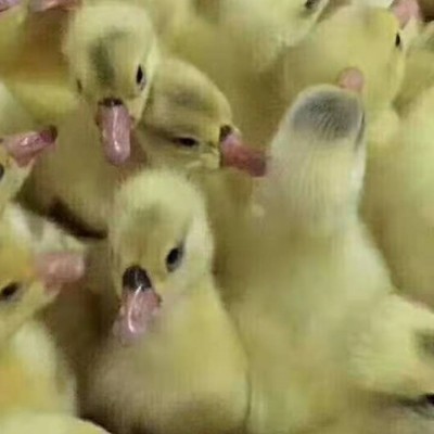 禽康家禽鹅苗孵化场 三花鹅苗 附近成品鹅回收图2