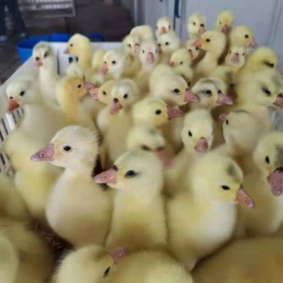禽康家禽鹅苗孵化场 三花鹅苗 附近成品鹅回收图3