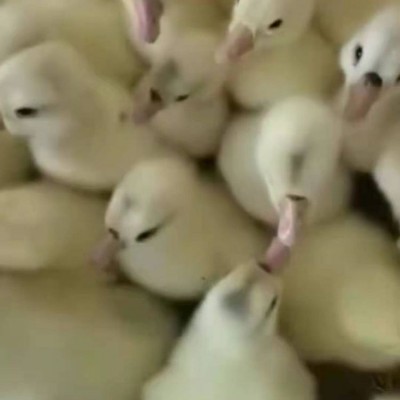 禽康家禽鹅苗孵化场 三花鹅苗 附近成品鹅回收图5