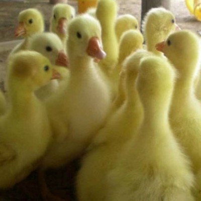 禽康家禽鹅苗孵化场 三花鹅苗 附近成品鹅回收图4