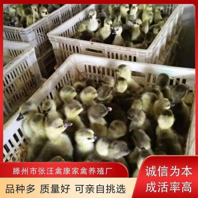 禽康 本地大品种鹅苗批发 出售 成品鹅回收 养殖基地图3