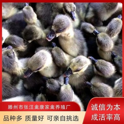 禽康 本地大品种鹅苗批发 出售 成品鹅回收 养殖基地图4