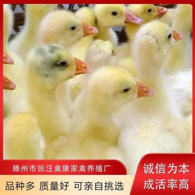 禽康 本地大品种鹅苗批发 出售 成品鹅回收 养殖基地