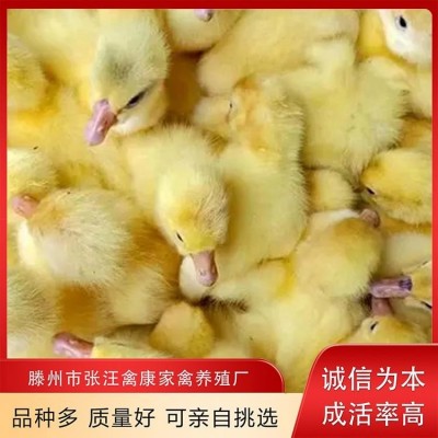 禽康 本地大品种鹅苗批发 出售 成品鹅回收 养殖基地图2