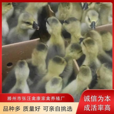 禽康 本地大品种鹅苗批发 出售 成品鹅回收 养殖基地图5