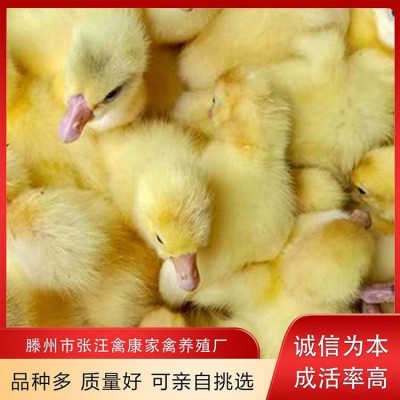 禽康 鹅苗批发 大品种出售 成品鹅回收 抗病能力强图3