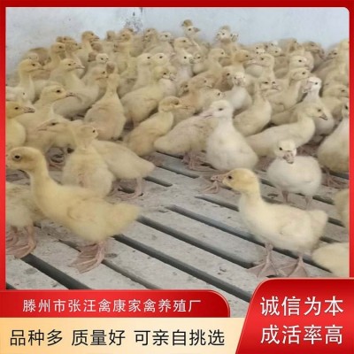 禽康 鹅苗批发 大品种出售 成品鹅回收 抗病能力强图2