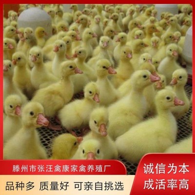 禽康 鹅苗批发 大品种出售 成品鹅回收 抗病能力强图4