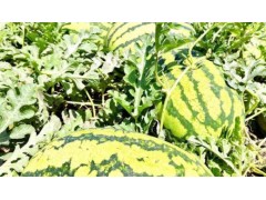 吃西瓜吃出甜蜜暑期