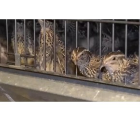 鹌鹑养殖氨气大，教你一招解决氨气问题