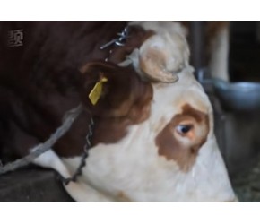 西门塔尔牛的五个问题，其实很多人都不知道