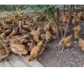 #养鸡小妙招 #农村创业养殖 鸡缩脖，闭眼，抓紧控制。