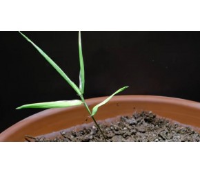 竹子千万不要从种子开始种植，要不然需要很多年才能吃到竹笋！