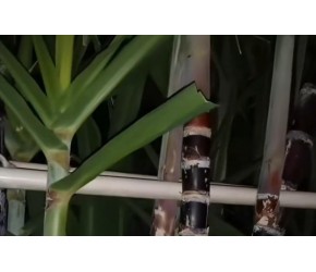 甘蔗如何种植？水量控制要注意，多浇水反而不好