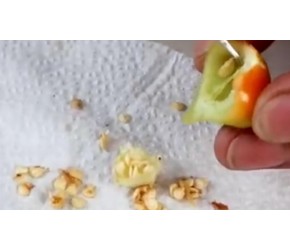 灯笼辣椒的种植方法，一起来学~！