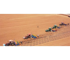 制种玉米的播种技术