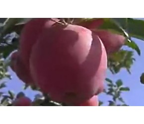 苹果栽培技术视频 _如何种植苹果树