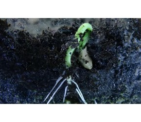 空心菜从种子开始种多久才能采收？教你如何在家盆栽种植空心菜